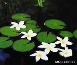 碧荷湾水生植物：沉水、浮水、挺水植物有什么区别