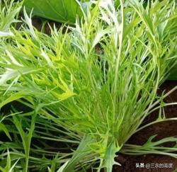 蔬菜新宠水晶菜，这“6种”病虫害比较常见，综合防控促生产