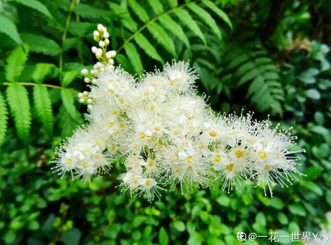 100种花，认识一半算你牛！