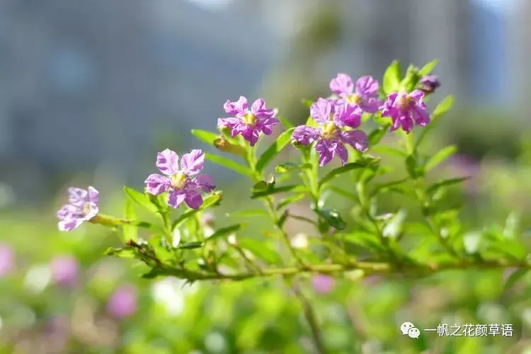 细叶萼距花（Cuphea hyssopifolia）