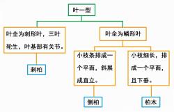 如何简易识别几种常见的柏科植物？