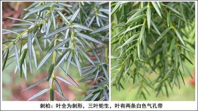 如何简易识别几种常见的柏科植物？