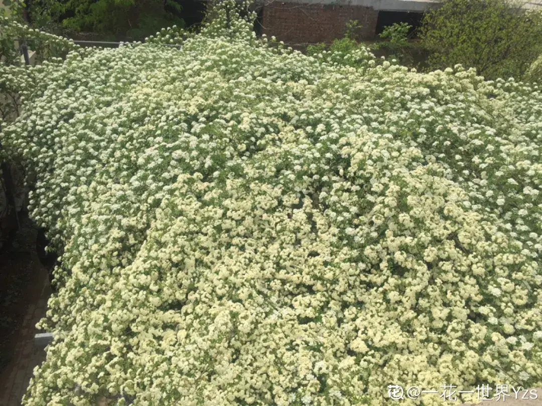 7种能养在屋顶开爆花的植物：听说屋顶开花，好运气来