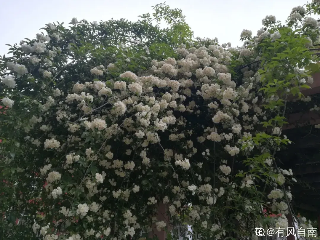 7种能养在屋顶开爆花的植物：听说屋顶开花，好运气来