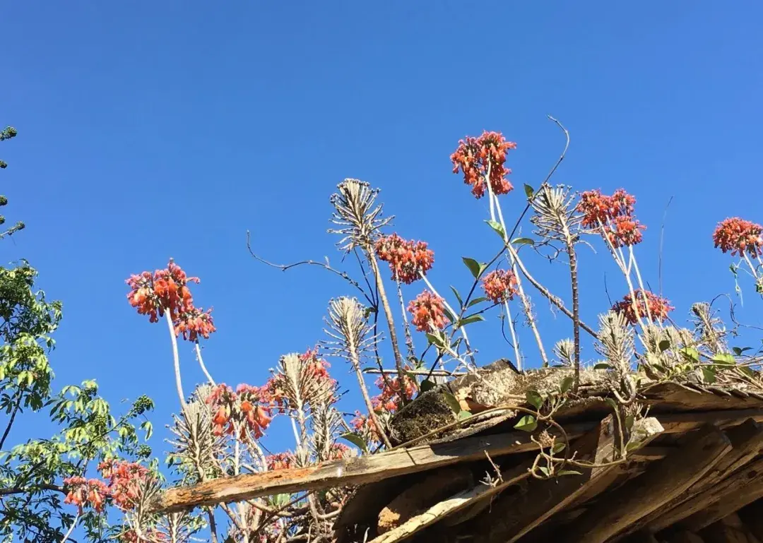 7种能养在屋顶开爆花的植物：听说屋顶开花，好运气来