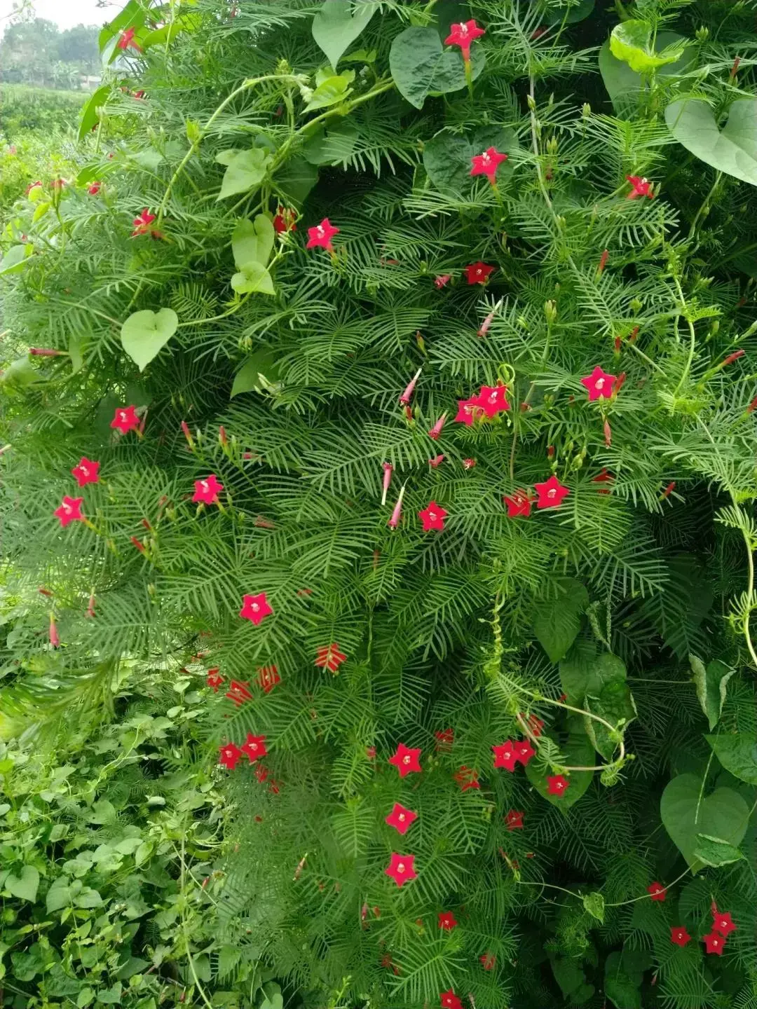 25种·常见爬藤植物，花开便成瀑布