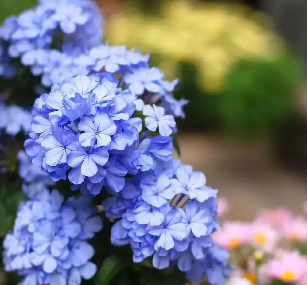 12种开花藤蔓植物，让你置身瀑布花海~