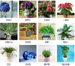 96种室内植物图片及名称，室内植物品种大全（图片）