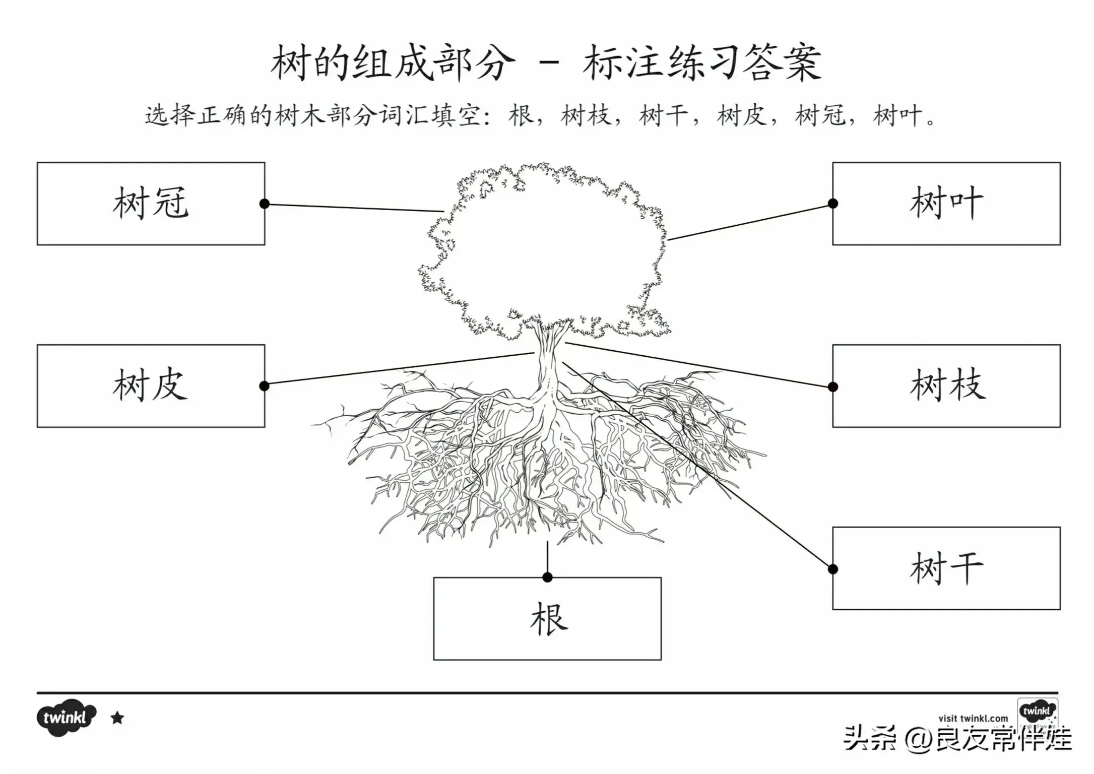 「植树节」为小朋友准备的植物种植观察图