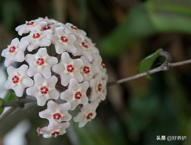 五种爬藤花，耐阴亦耐寒，花叶皆美，阳台种一棵，太养眼