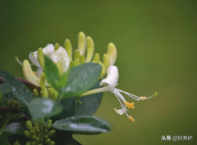 五种爬藤花，耐阴亦耐寒，花叶皆美，阳台种一棵，太养眼