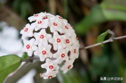 球兰，耐阴的爬藤植物，花开三季，阳台照样养