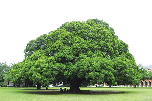 世界植物之最：树冠最大的树、体积最大的树、最高的竹子