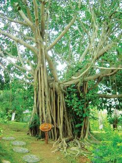 世界植物之最：树冠最大的树、体积最大的树、最高的竹子