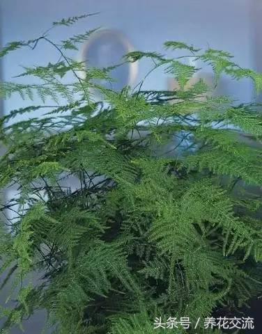 难怪文竹能够爬到屋顶，原来它是一种藤本植物