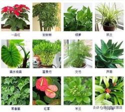 100种 · 常见观叶植物，你都认识吗？