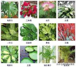 100种 · 常见观叶植物，你都认识吗？