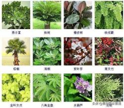 100种 · 常见观叶植物，你都认识吗？