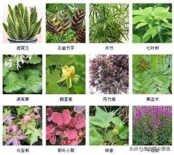 100种 · 常见观叶植物，你都认识吗？