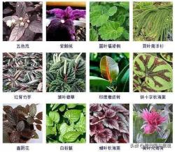 100种 · 常见观叶植物，你都认识吗？