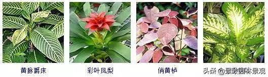 100种 · 常见观叶植物，你都认识吗？