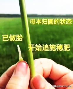 水稻穗肥：什么时间追肥？用哪种肥？每亩用多少肥？能用氮肥吗？