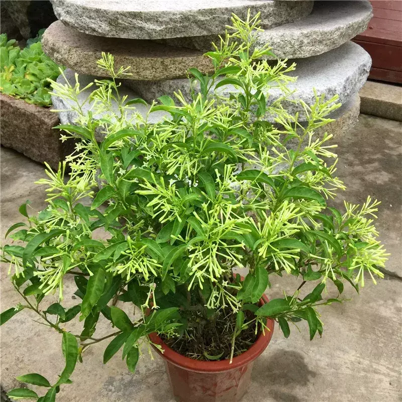 17种有驱蚊属性的植物，夏天家里养几盆，蚊子躲得远远的