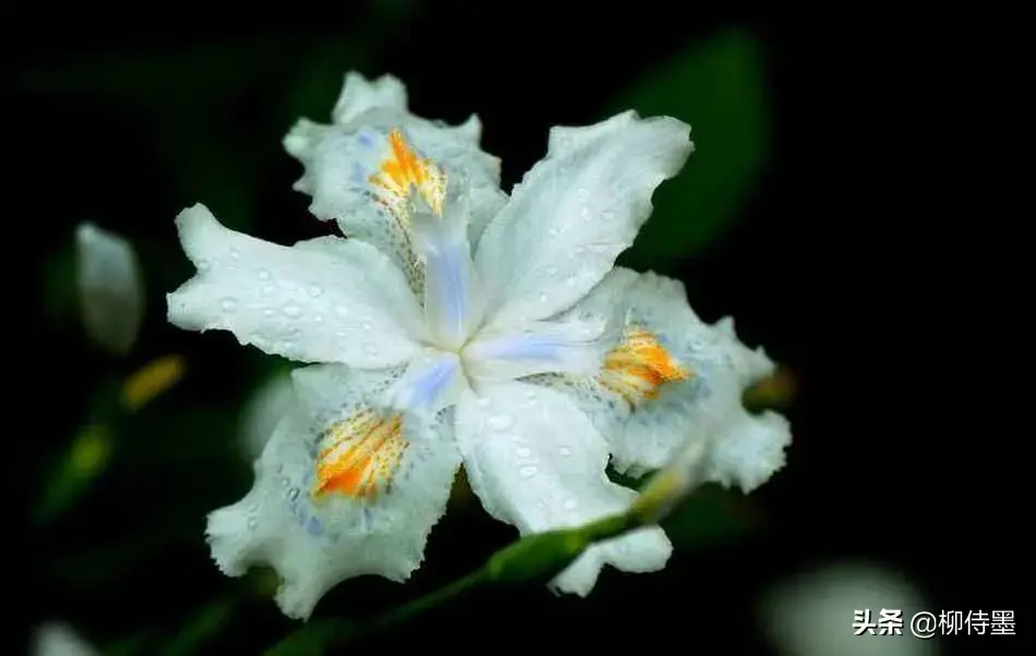 叶子长得像韭菜，花朵开得像个糖三角的鸢尾，用这3个方法拍摄它