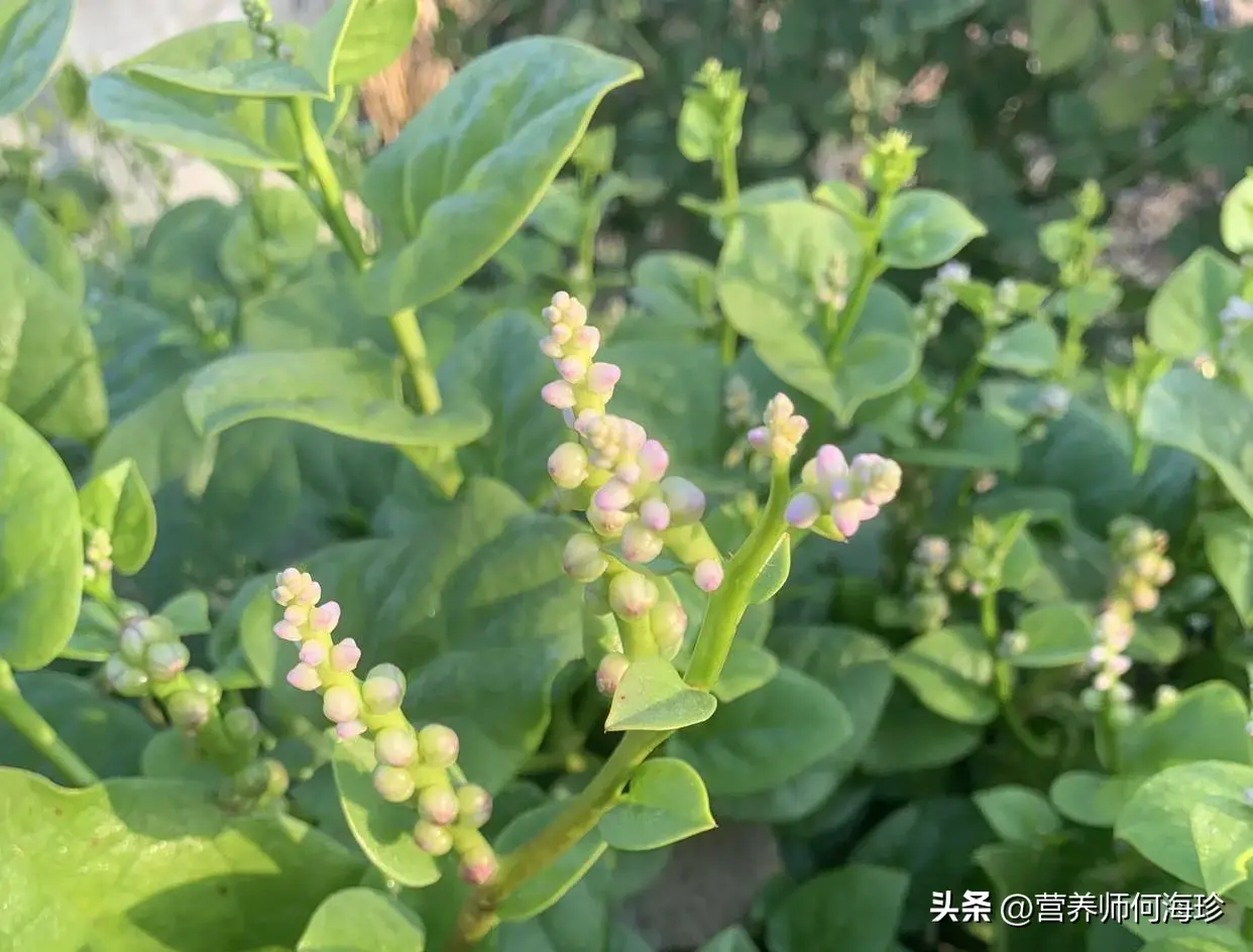 俗称“豆腐菜”，又有“通便菜”之称，懂的人都在吃，现在正当季