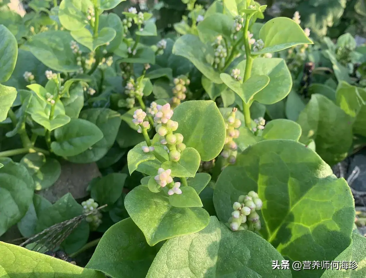 俗称“豆腐菜”，又有“通便菜”之称，懂的人都在吃，现在正当季