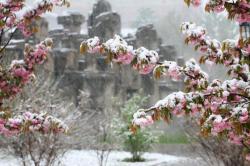 雨雪天冻不死的8种花，越冷越开花，冬天养一盆，喜庆又漂亮