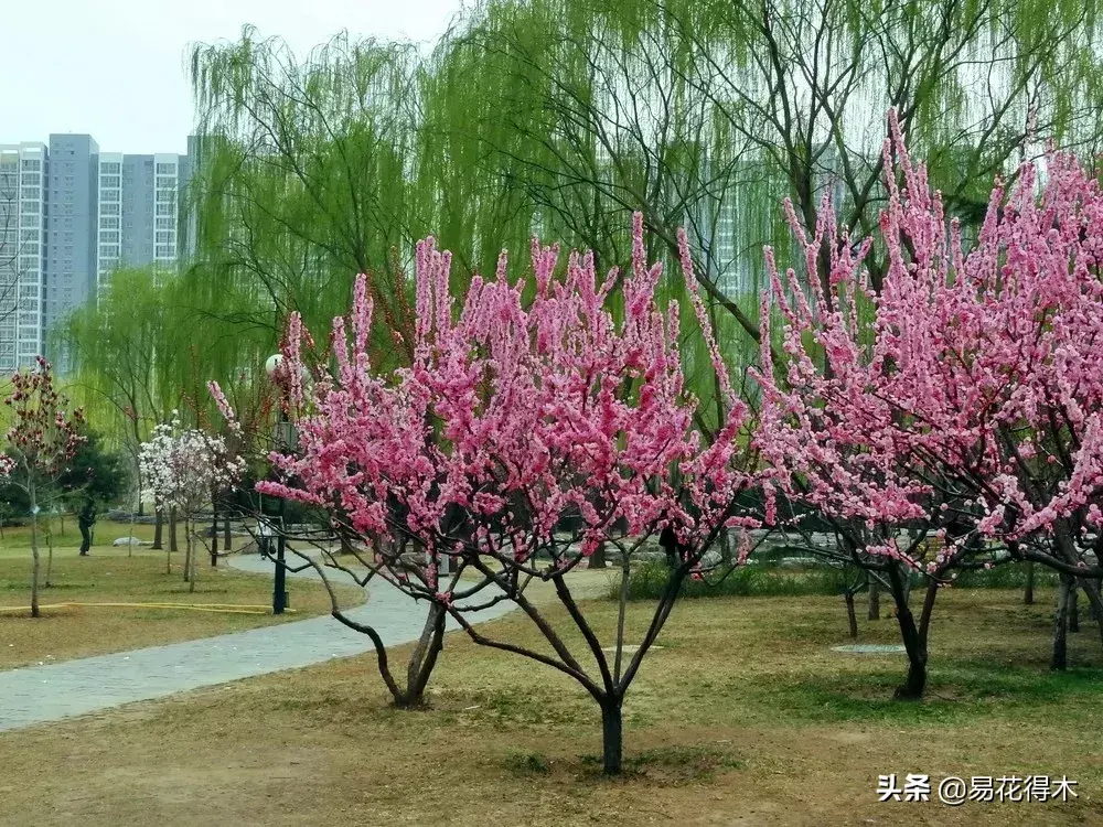 榆叶梅（小桃红）的鉴赏与栽培养护