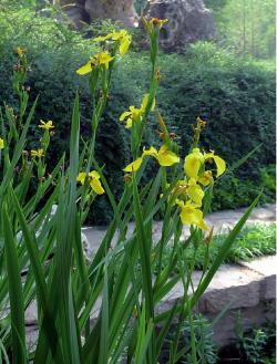 那些长相似菖蒲的植物，黄花鸢尾、节节麦你认识吗？