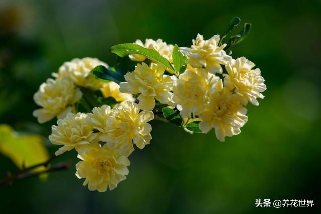 这些攀援植物，开花美，能遮阳，有它们的地方都是拍照打卡地