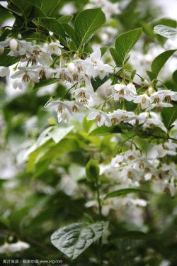 中药材野茉莉