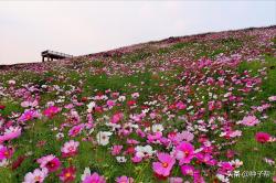 格桑花有什么特性？如何开花不断？格桑花到底是长什么样的？