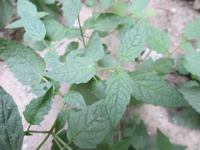 藿香丨农村小菜园常见的1种调味植物，药食两用，还能解暑