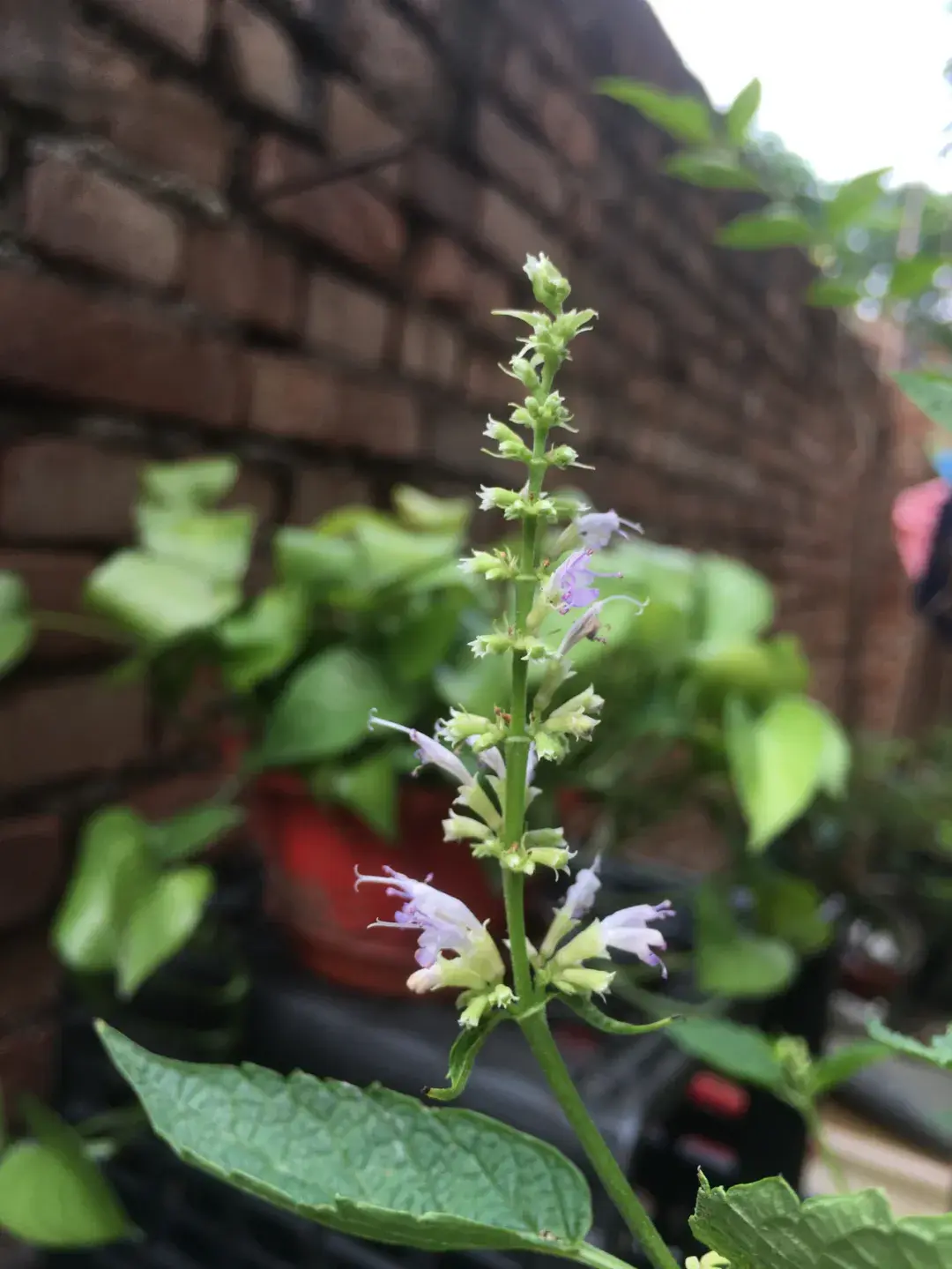 藿香丨农村小菜园常见的1种调味植物，药食两用，还能解暑