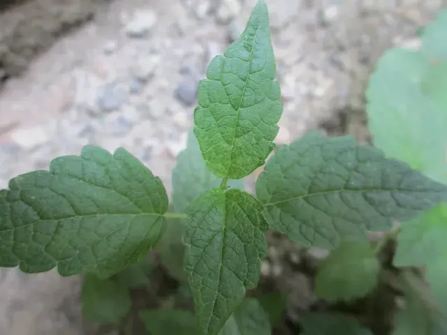 藿香丨农村小菜园常见的1种调味植物，药食两用，还能解暑