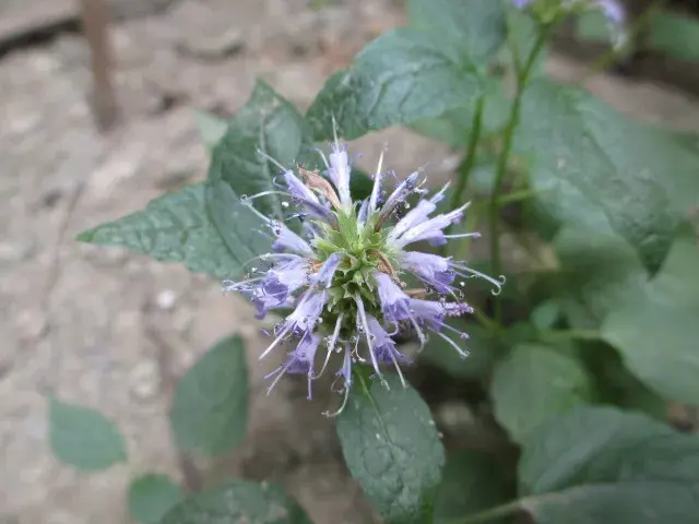 藿香丨农村小菜园常见的1种调味植物，药食两用，还能解暑