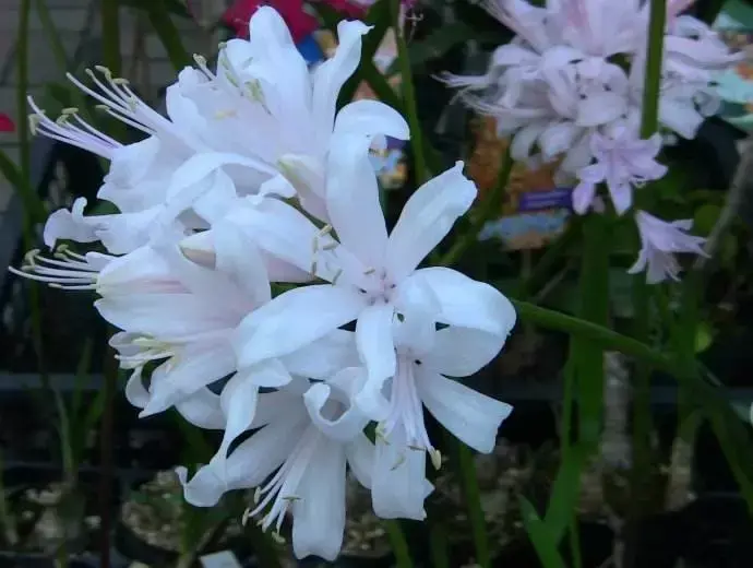 超级漂亮的几种球茎花卉，最适合在家里养护