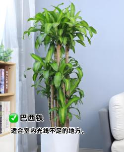 夏天办公室必备绿植大全：绿色生活的完美搭配