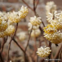 盘点一下“花卉市场上”香味“最浓”的9款盆栽花卉