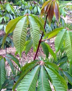 热带雨林植物，我推荐这5种，打造一个热带风情的家