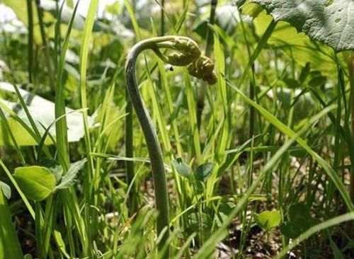 种植野生蕨菜高产技术，掌握好重要生长因素，有效提高农民经济