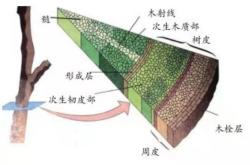 空心老树不仅没死还枝繁叶茂，躯干都没了究竟靠啥维持生机