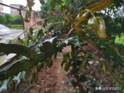 这植物就是“十大功劳”，叶子边缘都是尖刺，长得怪异用处不小