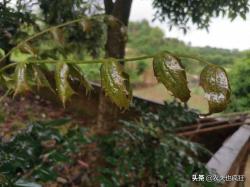 这植物就是“十大功劳”，叶子边缘都是尖刺，长得怪异用处不小