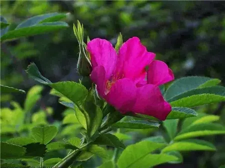 香溢苞蕾伴玫瑰，晶莹似玉俏影蔷—缫丝花