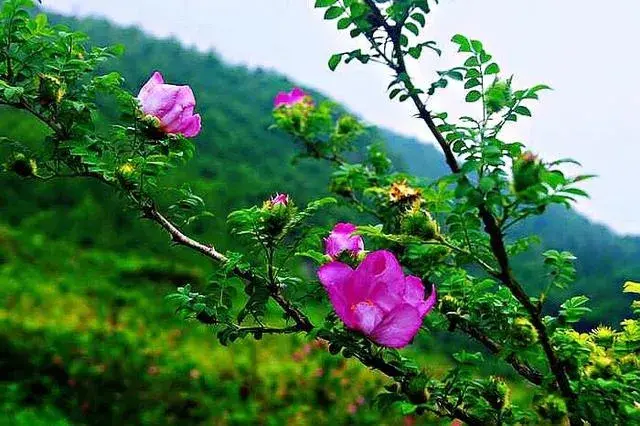 香溢苞蕾伴玫瑰，晶莹似玉俏影蔷—缫丝花